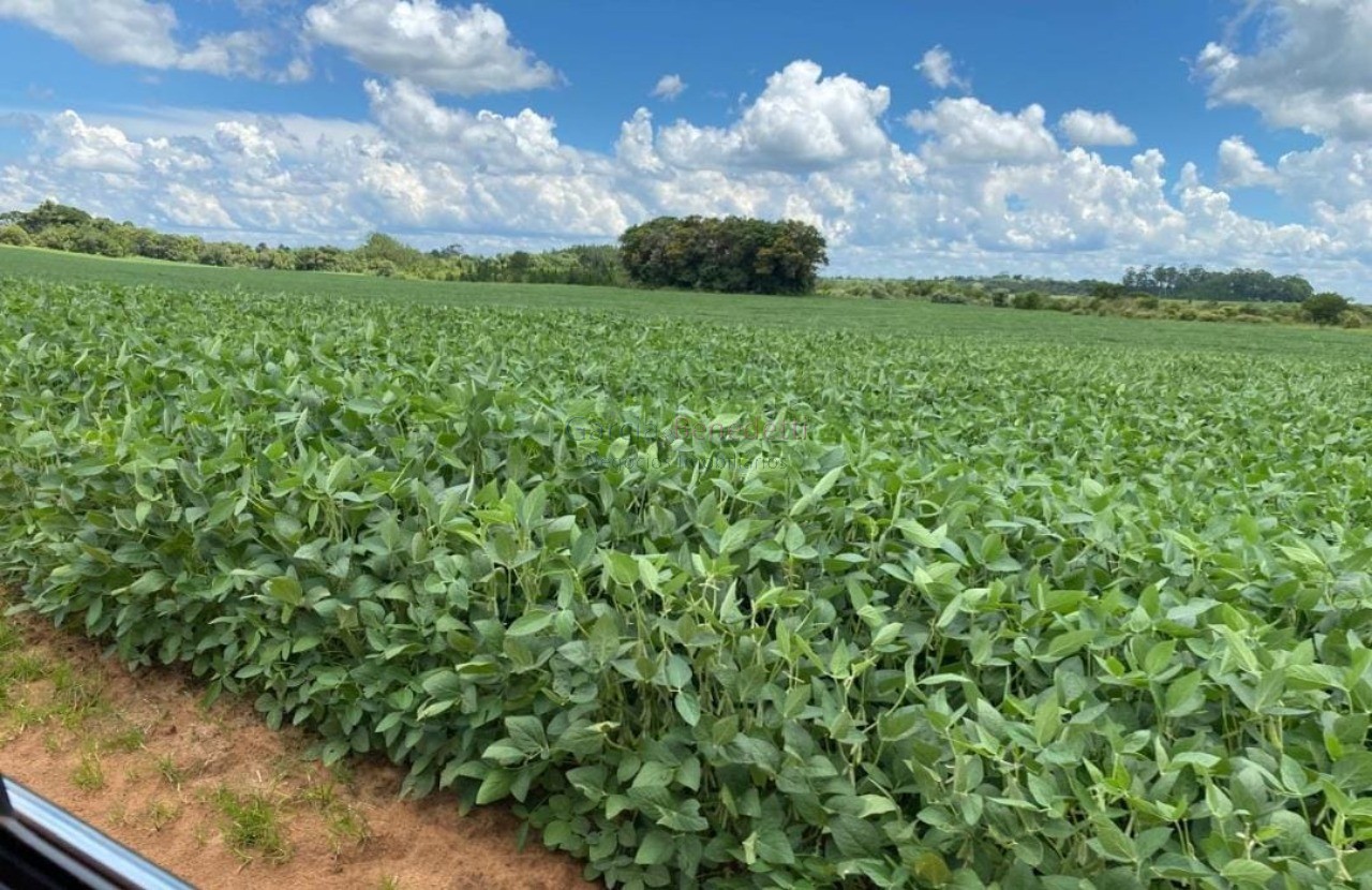 Fazenda de Luxo no Centro de Avaré-SP 5 Quartos, 4 Salas, 5 Banheiros 80 Vagas de Garagem 5.808.000 m² de Área