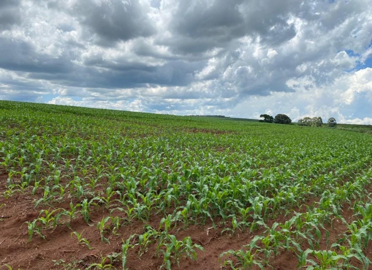 Fazenda de luxo no centro de avaré-sp 5 quartos, 4 salas, 5 