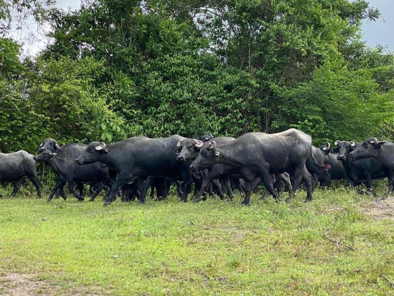 Fazenda à venda em adrianópolis-pr: 5 quartos, 1 suíte, 2 sa