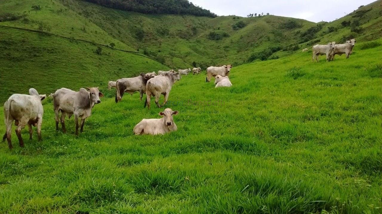 Fazenda à venda em adrianópolis-pr: 5 quartos, 1 suíte, 2 sa