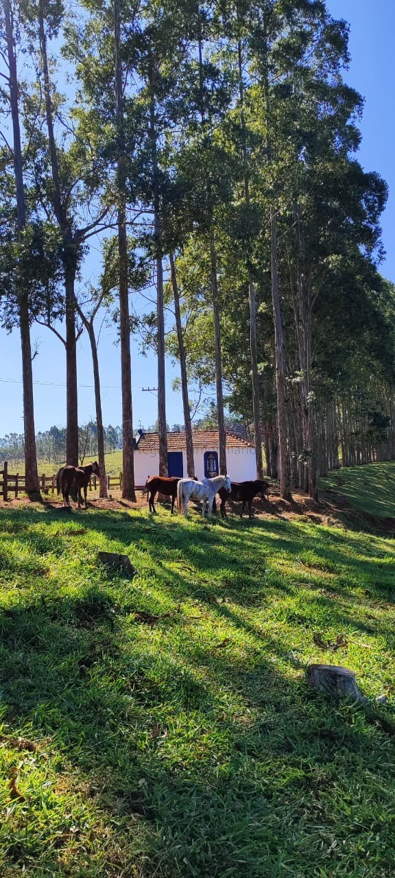 Fazenda de Luxo no Centro de Botucatu-SP: 4 quartos, 3 salas, 3 banheiros, 40 vagas de garagem, 2.890.000,00 m² de área