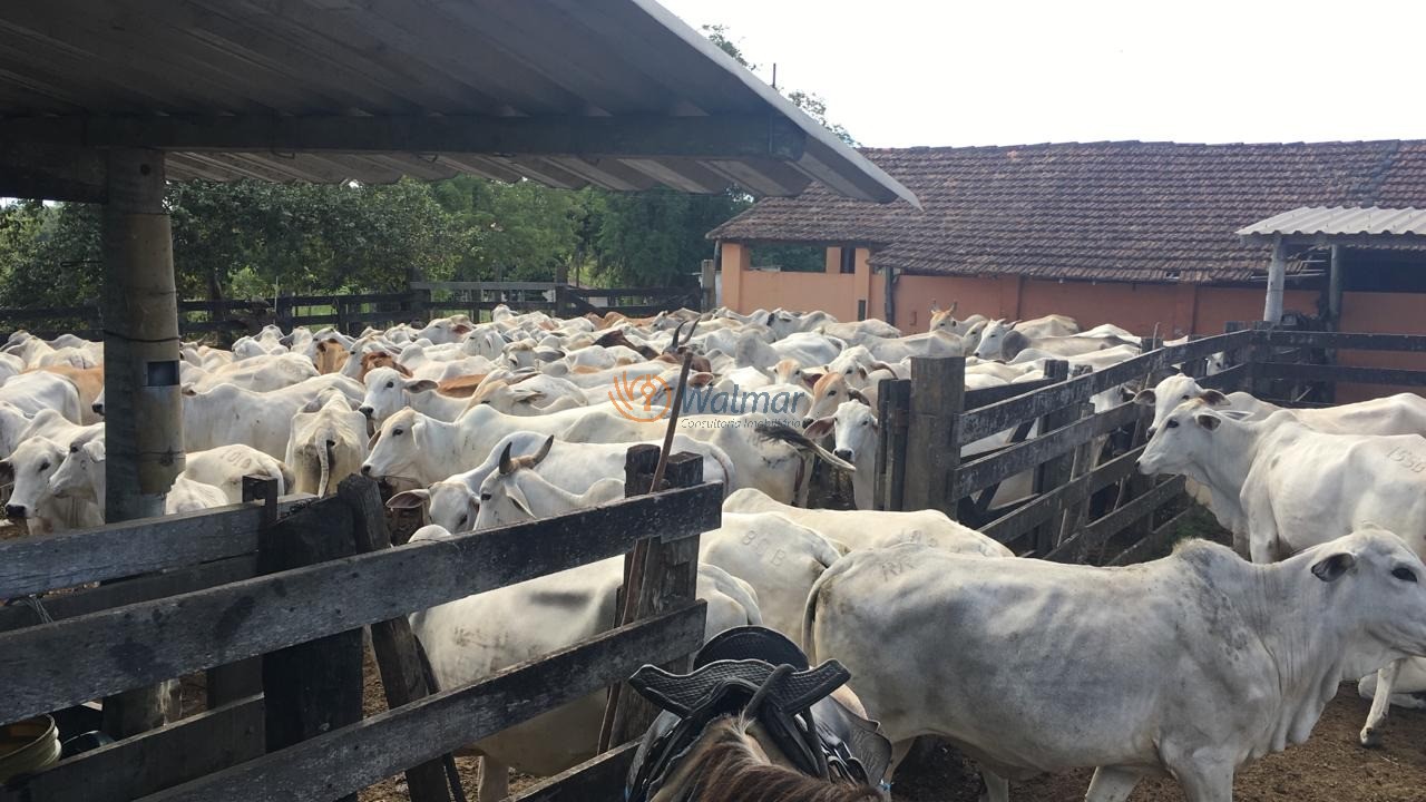 Fazenda, 52 m² - Foto 13
