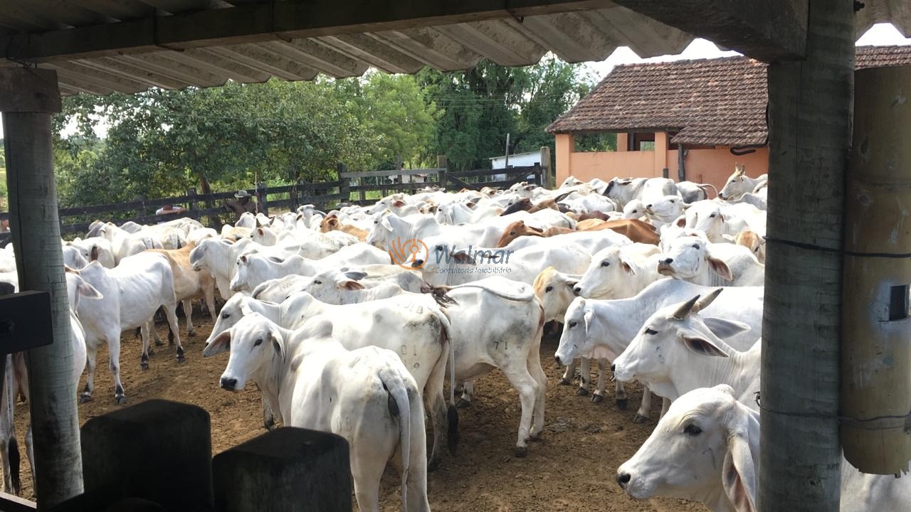 Fazenda, 52 m² - Foto 4