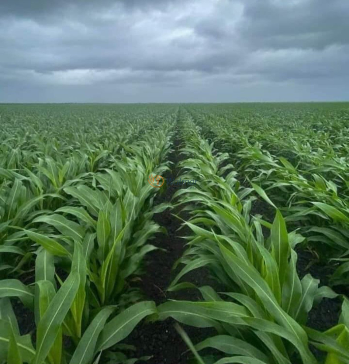 Fazenda, 200 m² - Foto 6