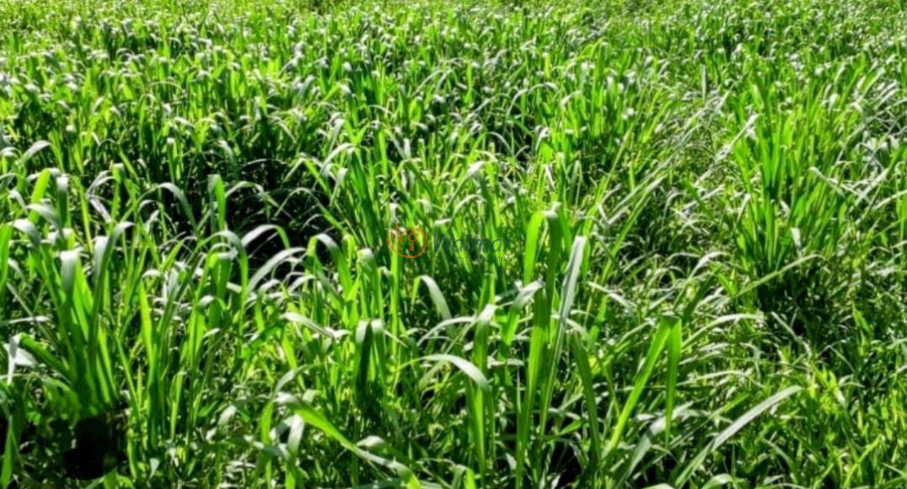 Fazenda, 200 m² - Foto 21