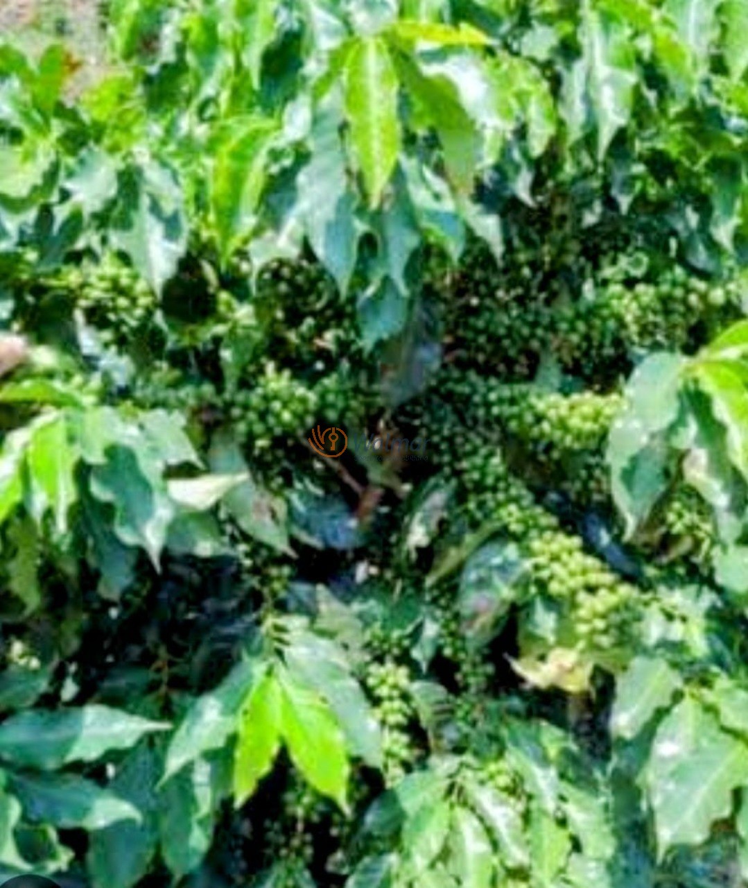 Fazenda, 200 m² - Foto 16