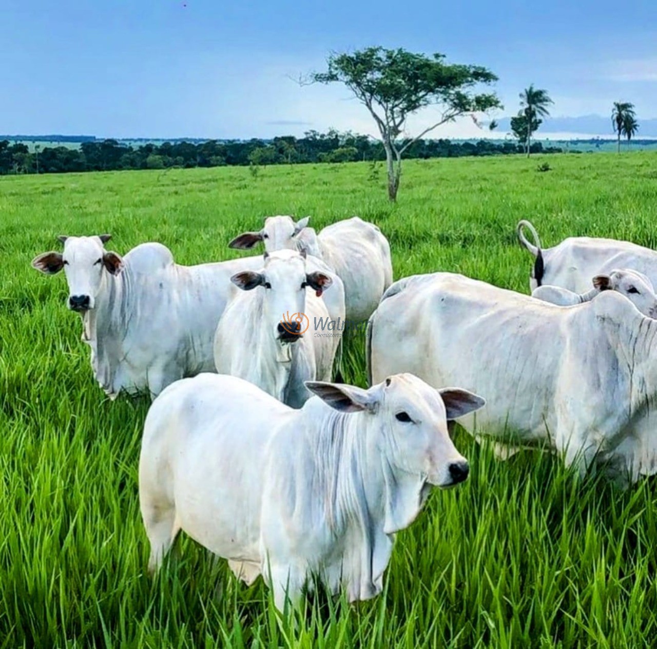 Fazenda, 200 m² - Foto 26