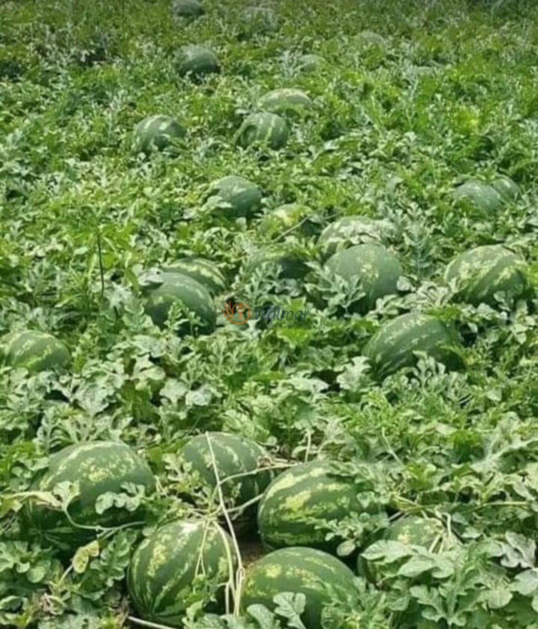 Fazenda, 200 m² - Foto 7