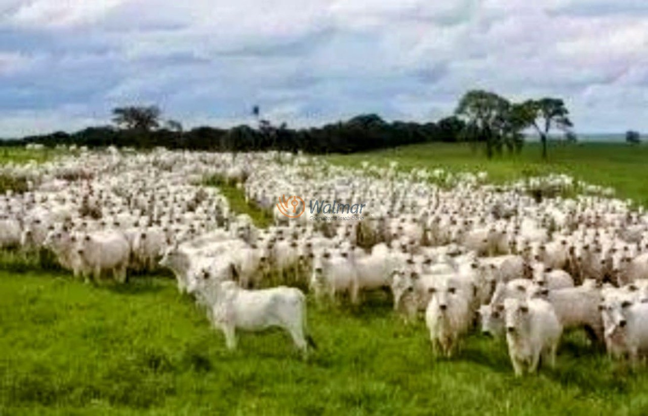 Fazenda, 200 m² - Foto 28
