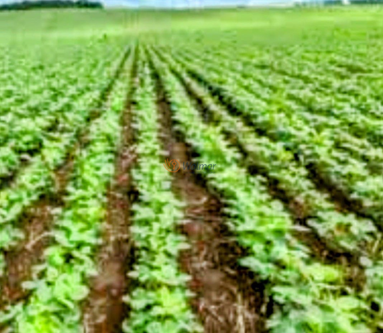 Fazenda, 200 m² - Foto 5