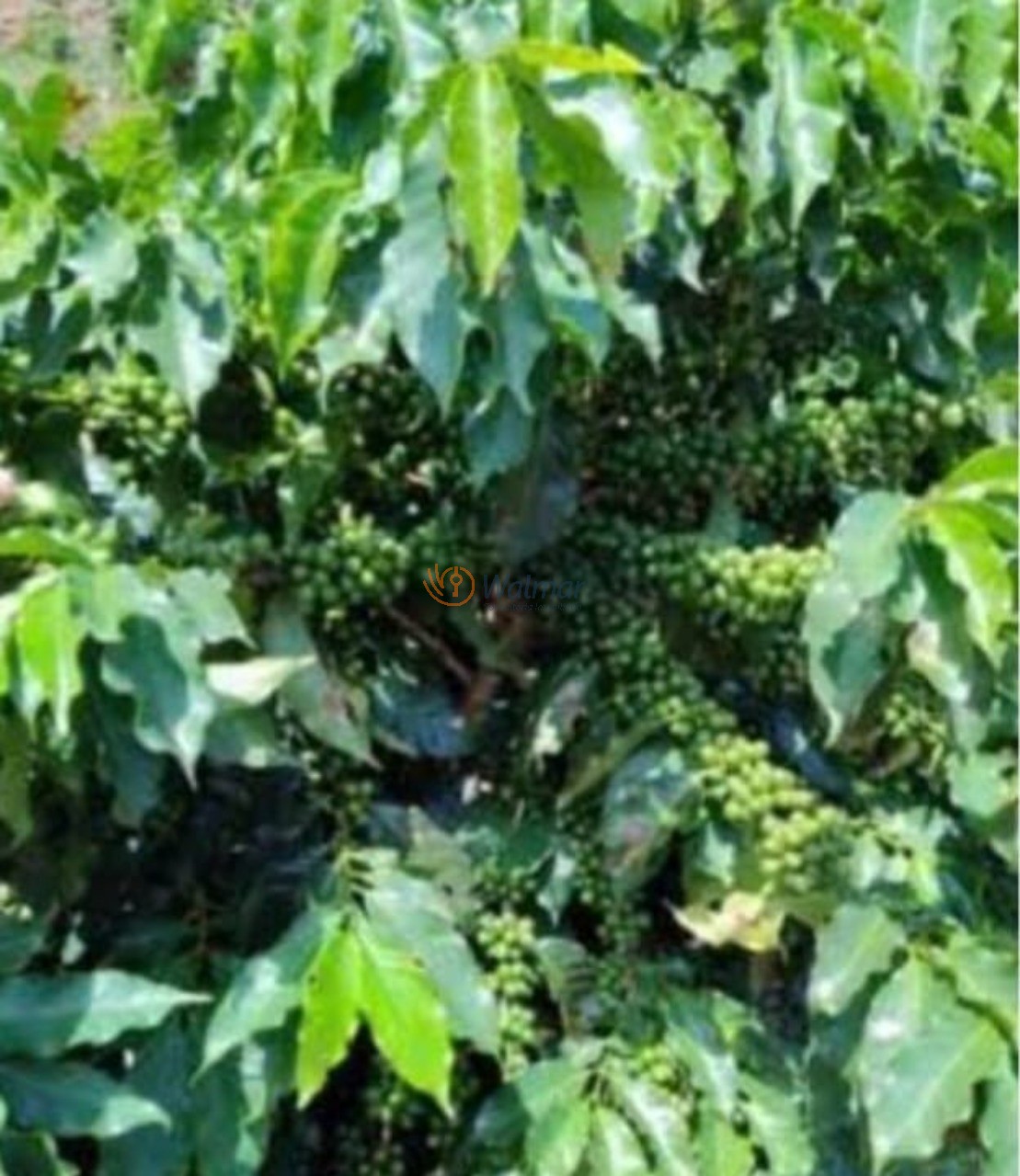 Fazenda, 200 m² - Foto 9
