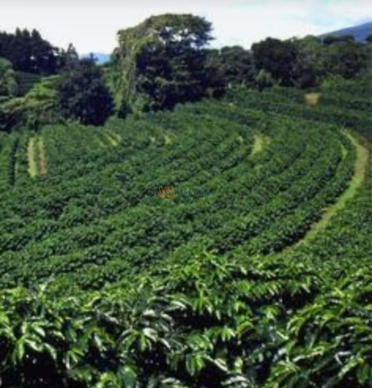 Fazenda, 200 m² - Foto 11
