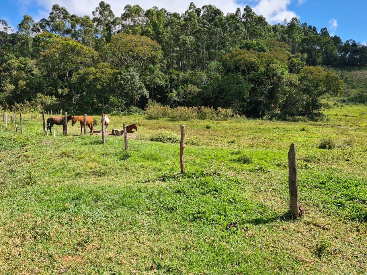 Sítio, 3 quartos, 51 hectares - Foto 14