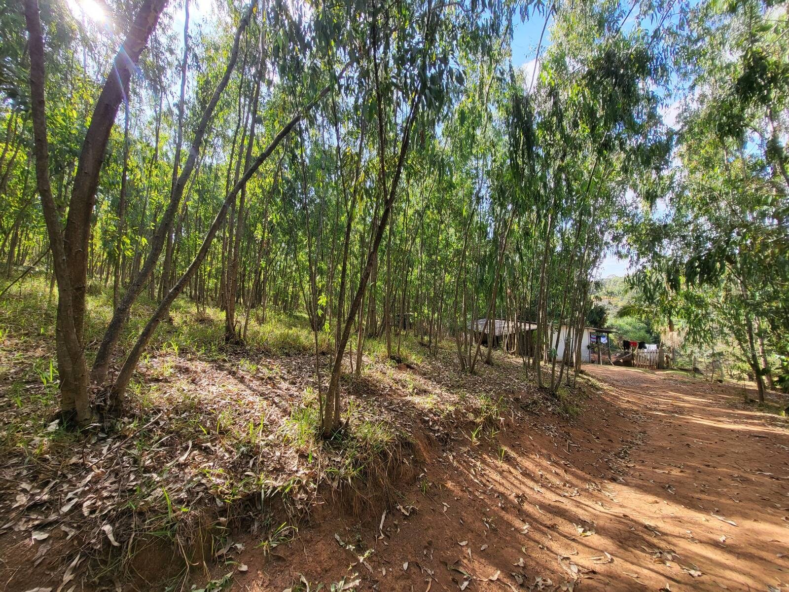 Sítio, 3 quartos, 4 hectares - Foto 15