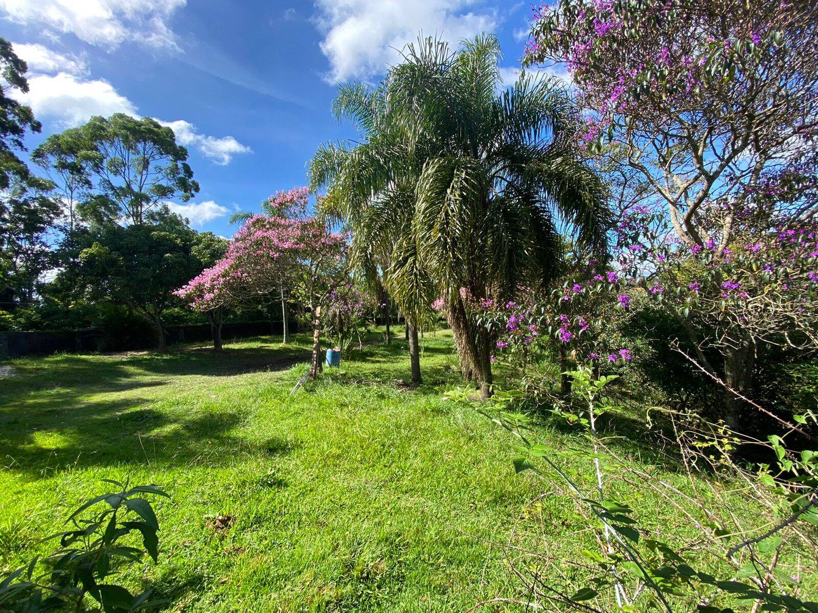 Chácara, 5 quartos, 3662 m² - Foto 3