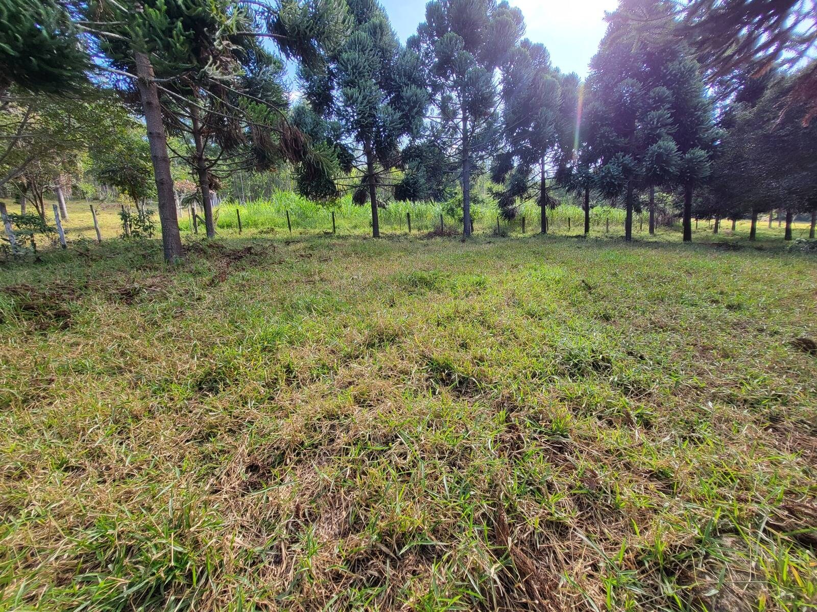 Sítio, 3 quartos, 4 hectares - Foto 11