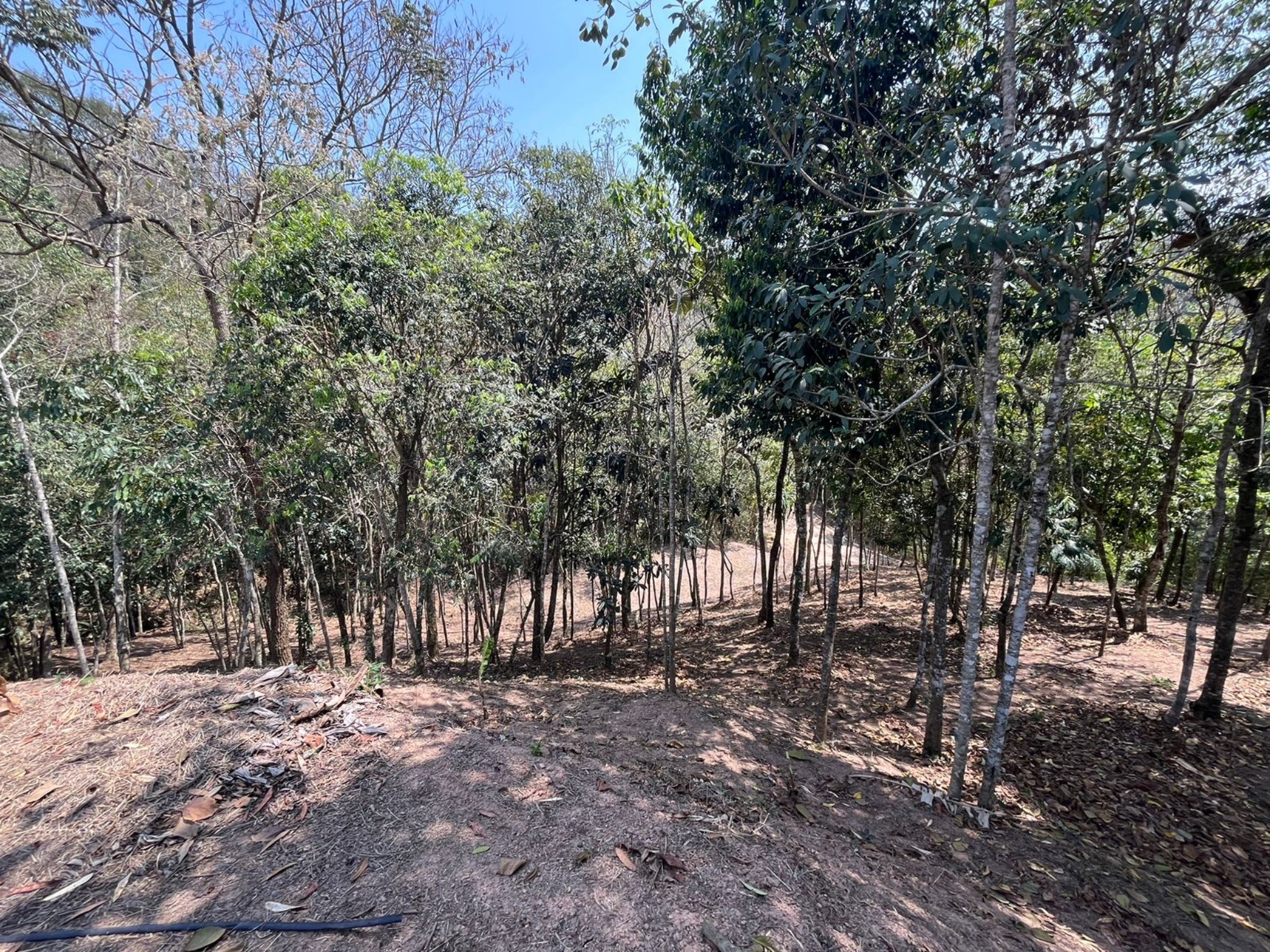 Terreno, 5000 m² - Foto 4