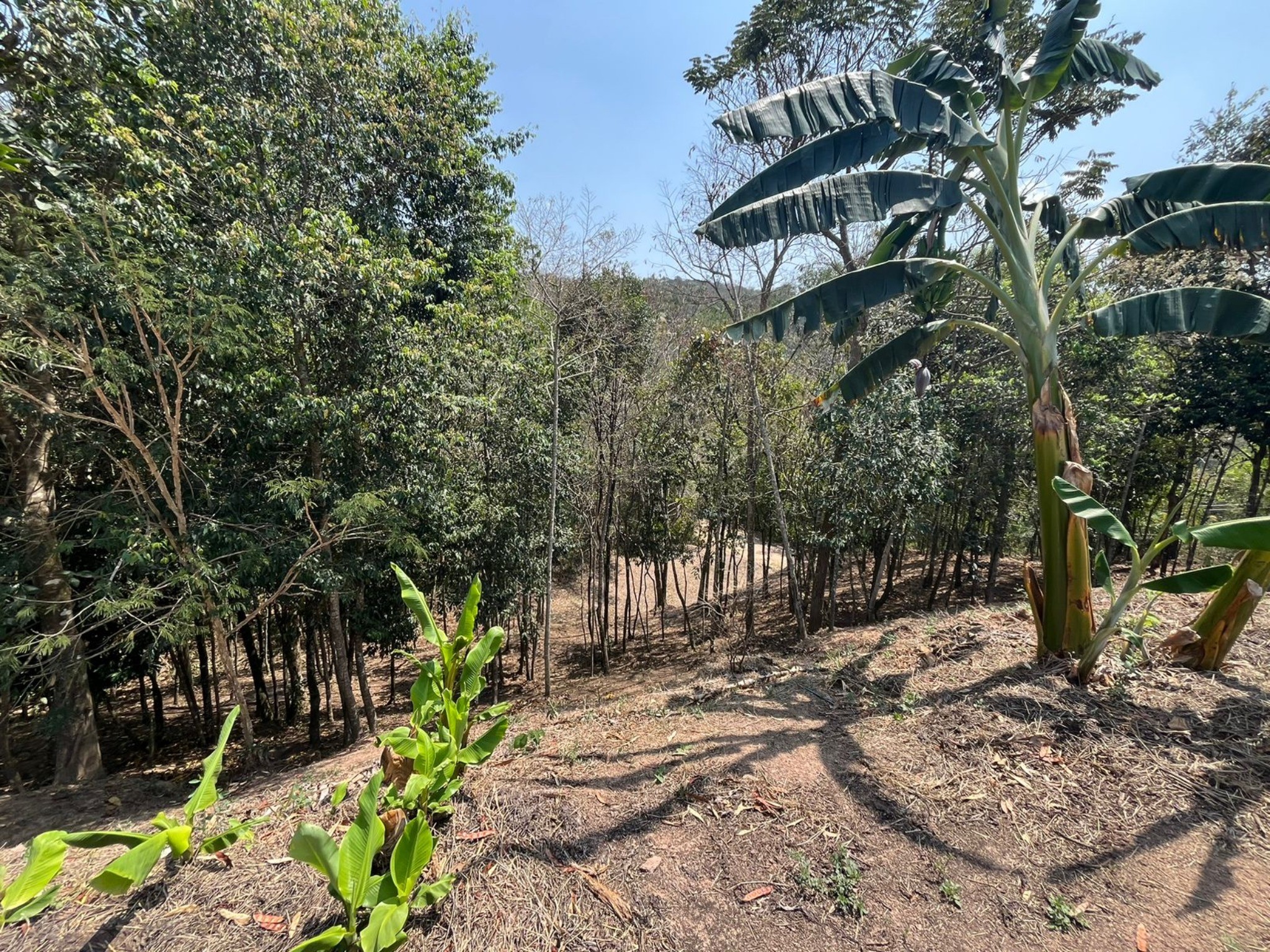 Terreno, 5000 m² - Foto 3