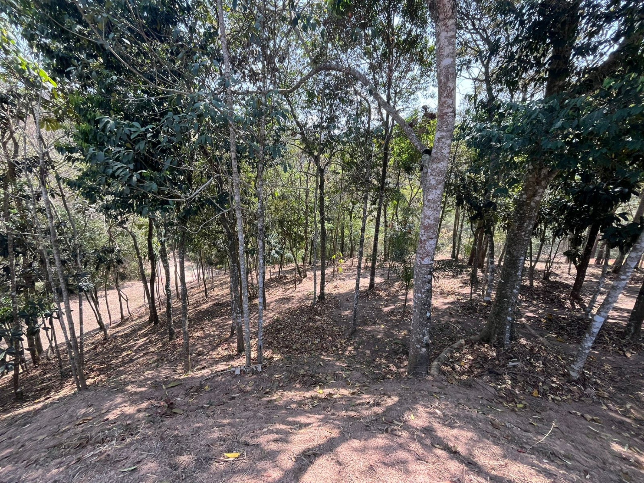 Terreno, 5000 m² - Foto 5
