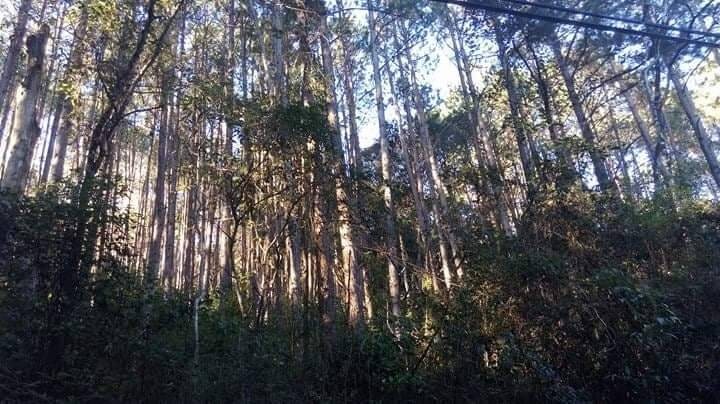 Terreno, 2 hectares - Foto 1
