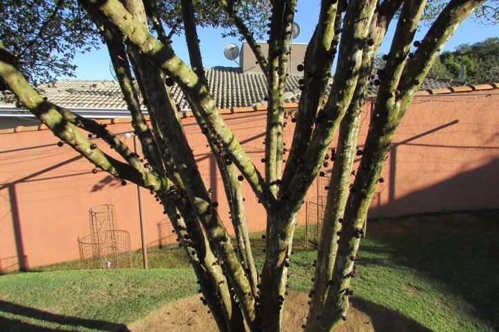 Chácara, 8 quartos, 2400 m² - Foto 56