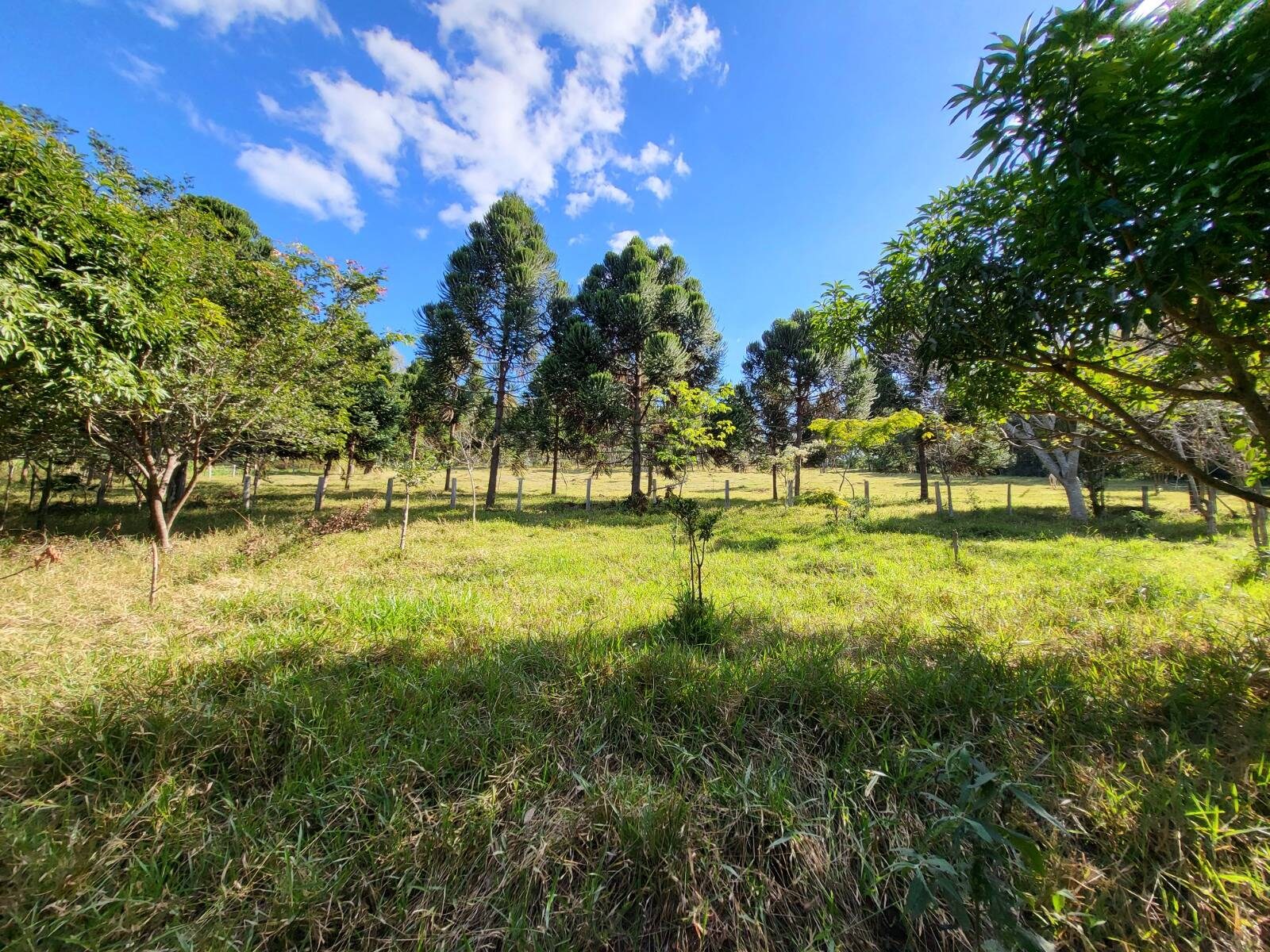 Sítio, 3 quartos, 4 hectares - Foto 16