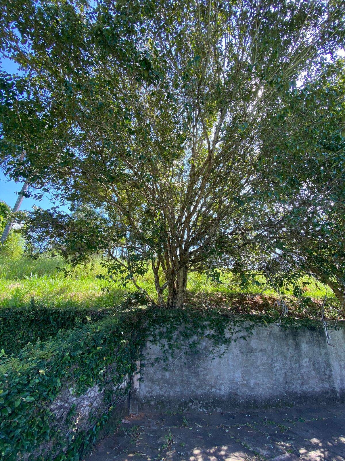 Sítio, 5 quartos, 3 hectares - Foto 24
