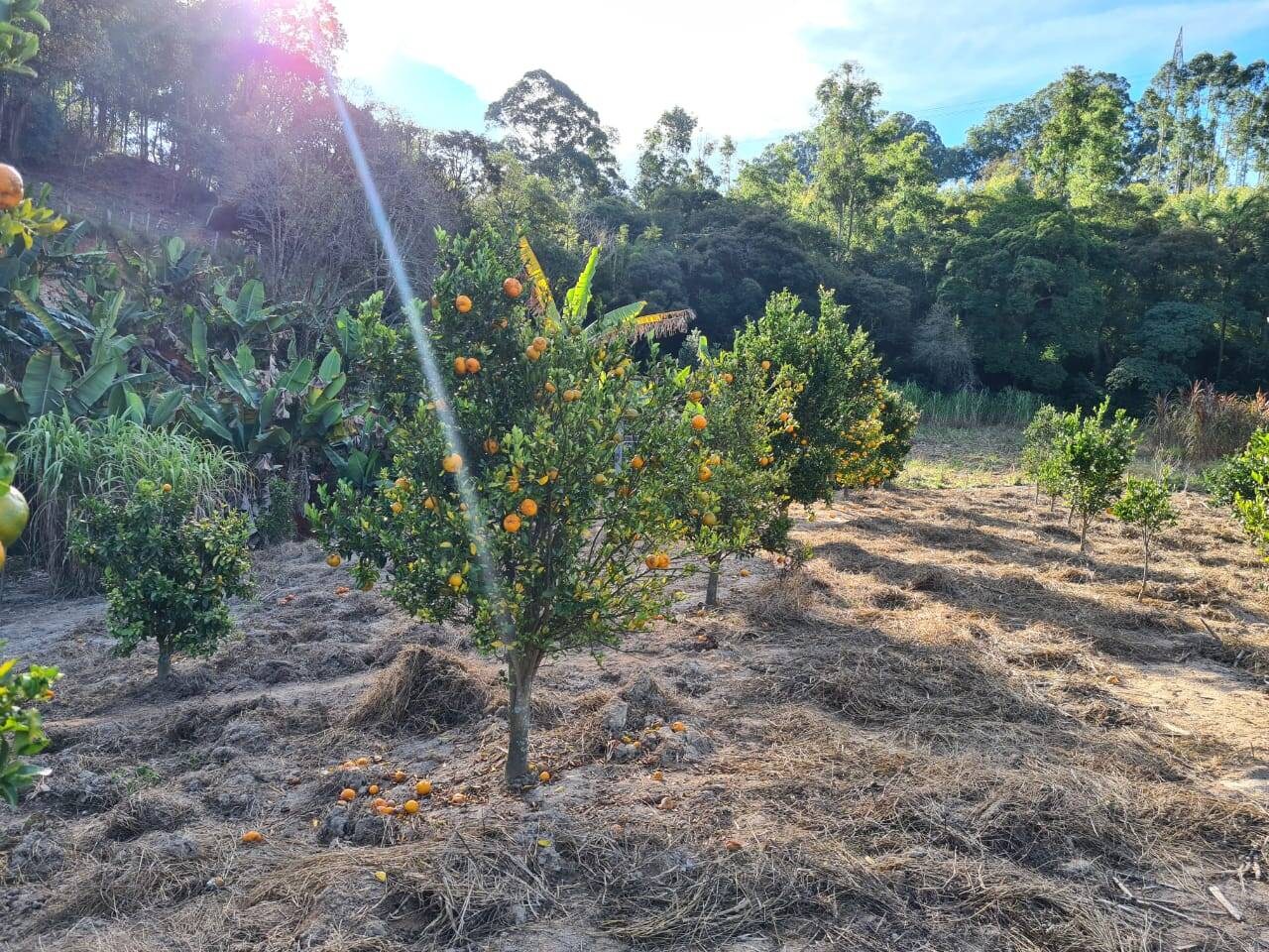 Sítio, 2 quartos, 6 hectares - Foto 10