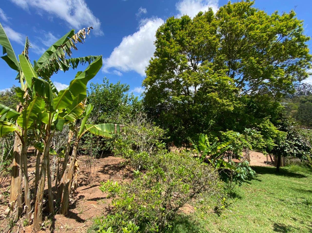 Sítio, 6 quartos, 6 hectares - Foto 15