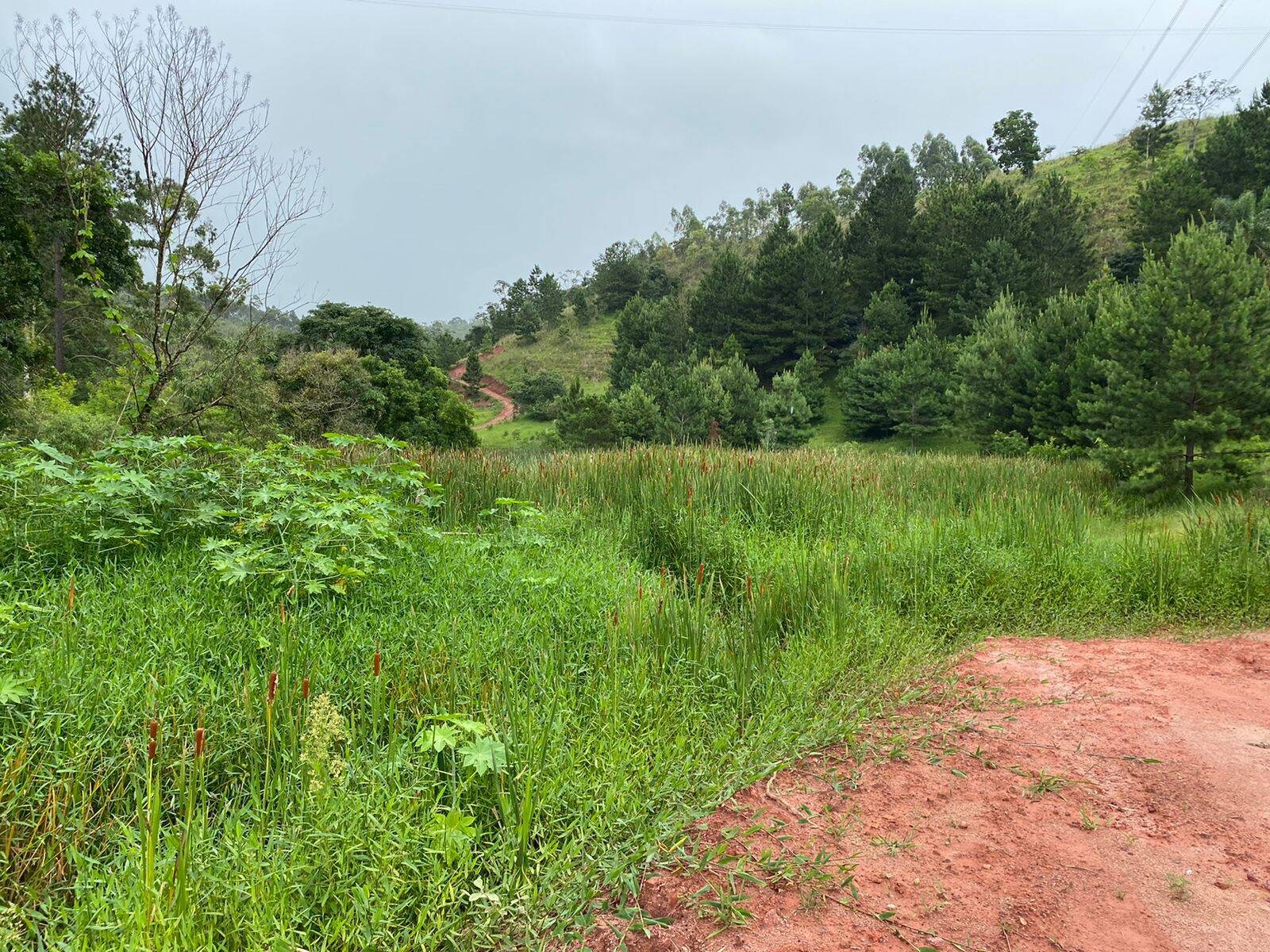 Terreno, 7 hectares - Foto 1