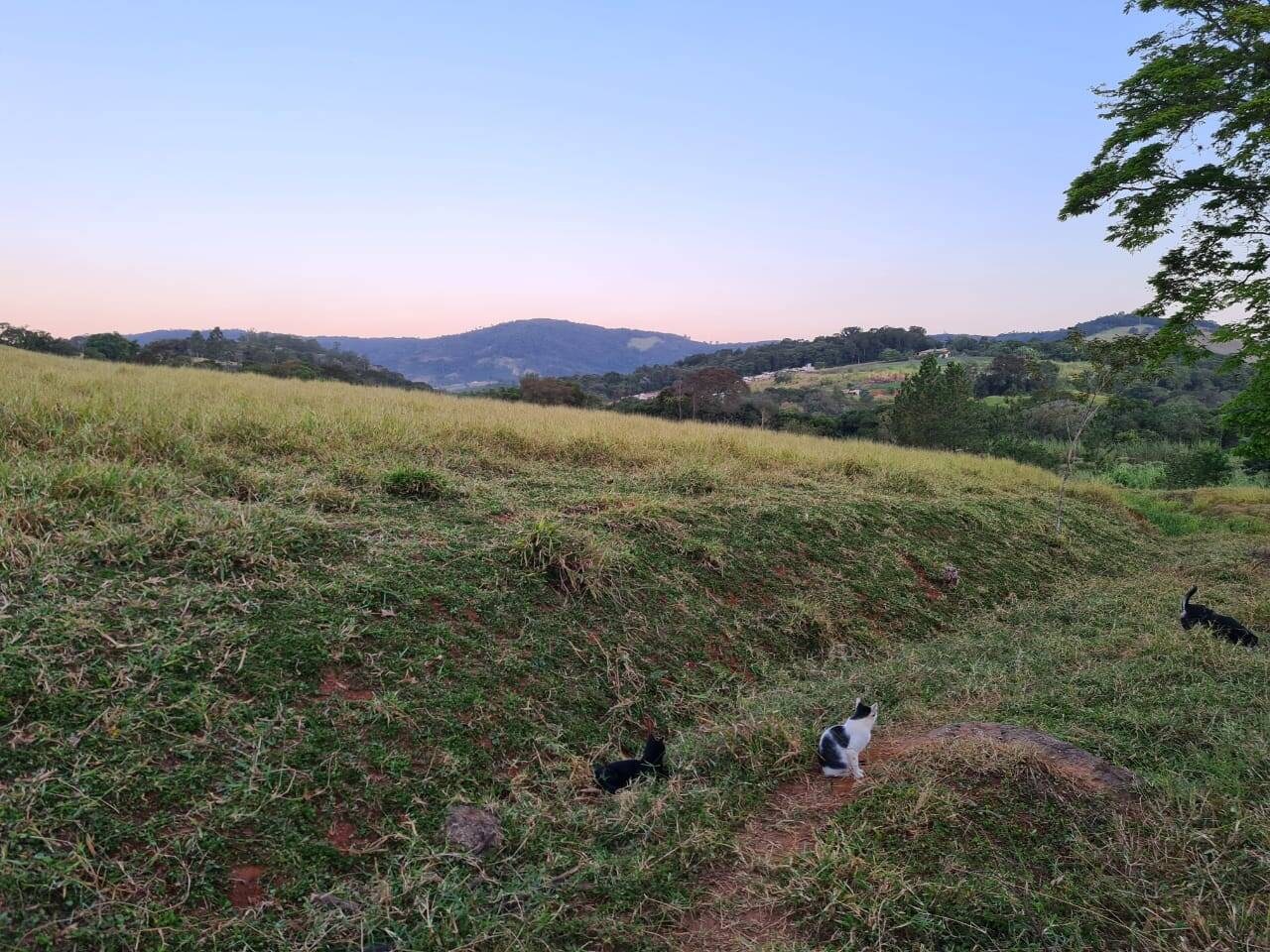 Sítio, 4 quartos, 605 hectares - Foto 8