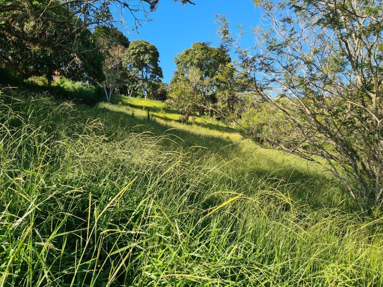 Terreno, 2 hectares - Foto 4