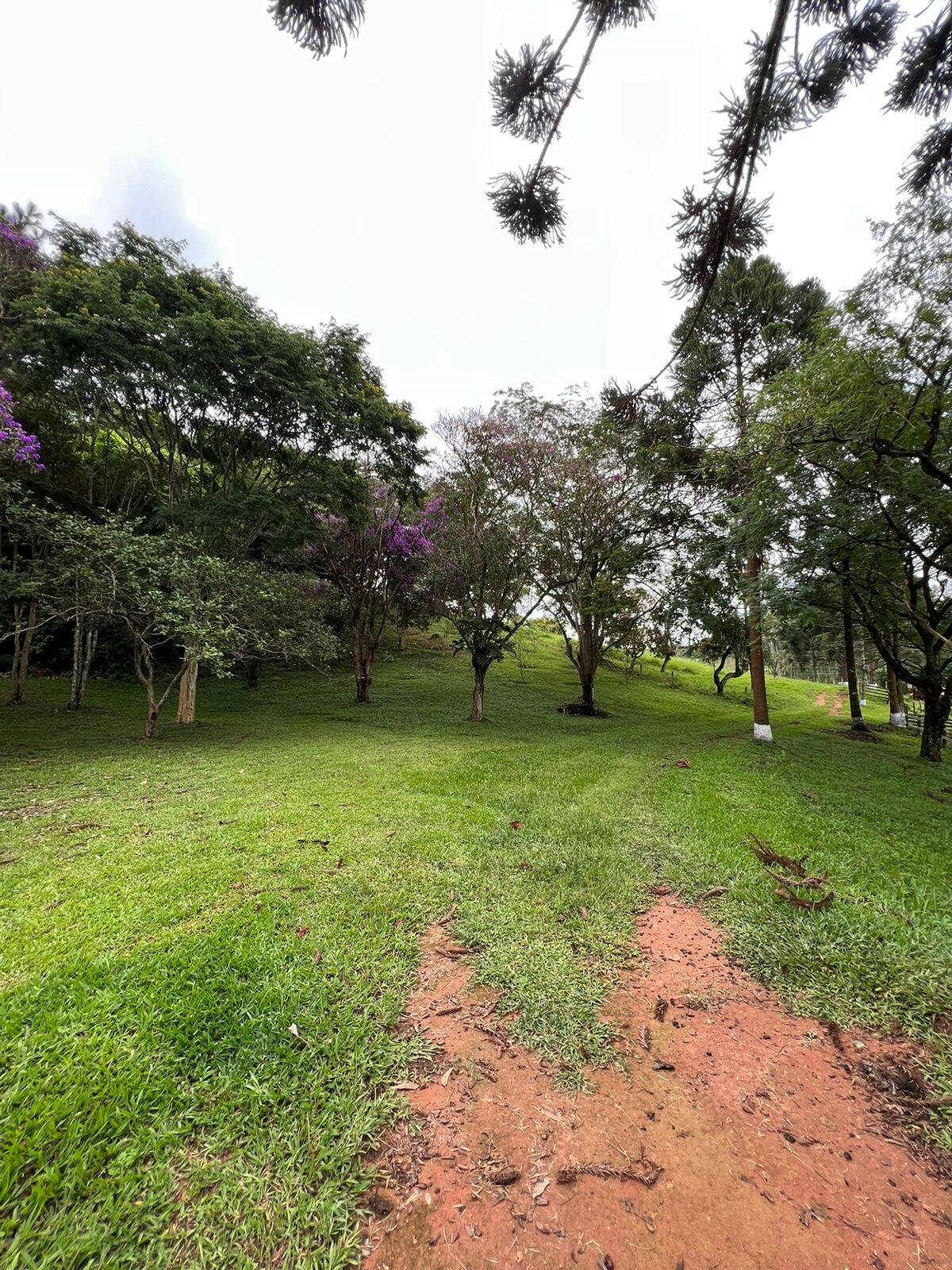 Sítio, 6 quartos, 15 hectares - Foto 21
