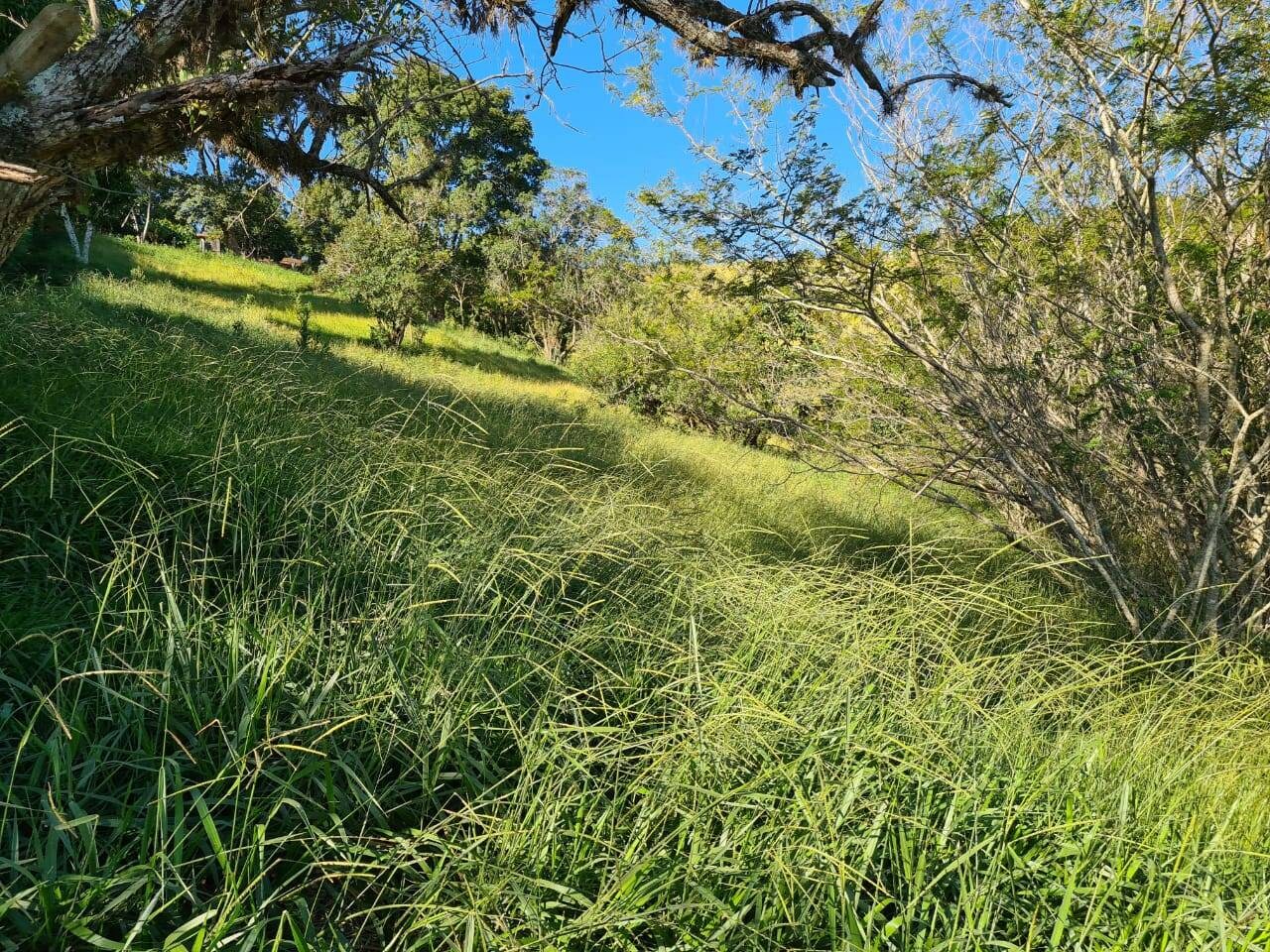 Terreno, 2 hectares - Foto 7