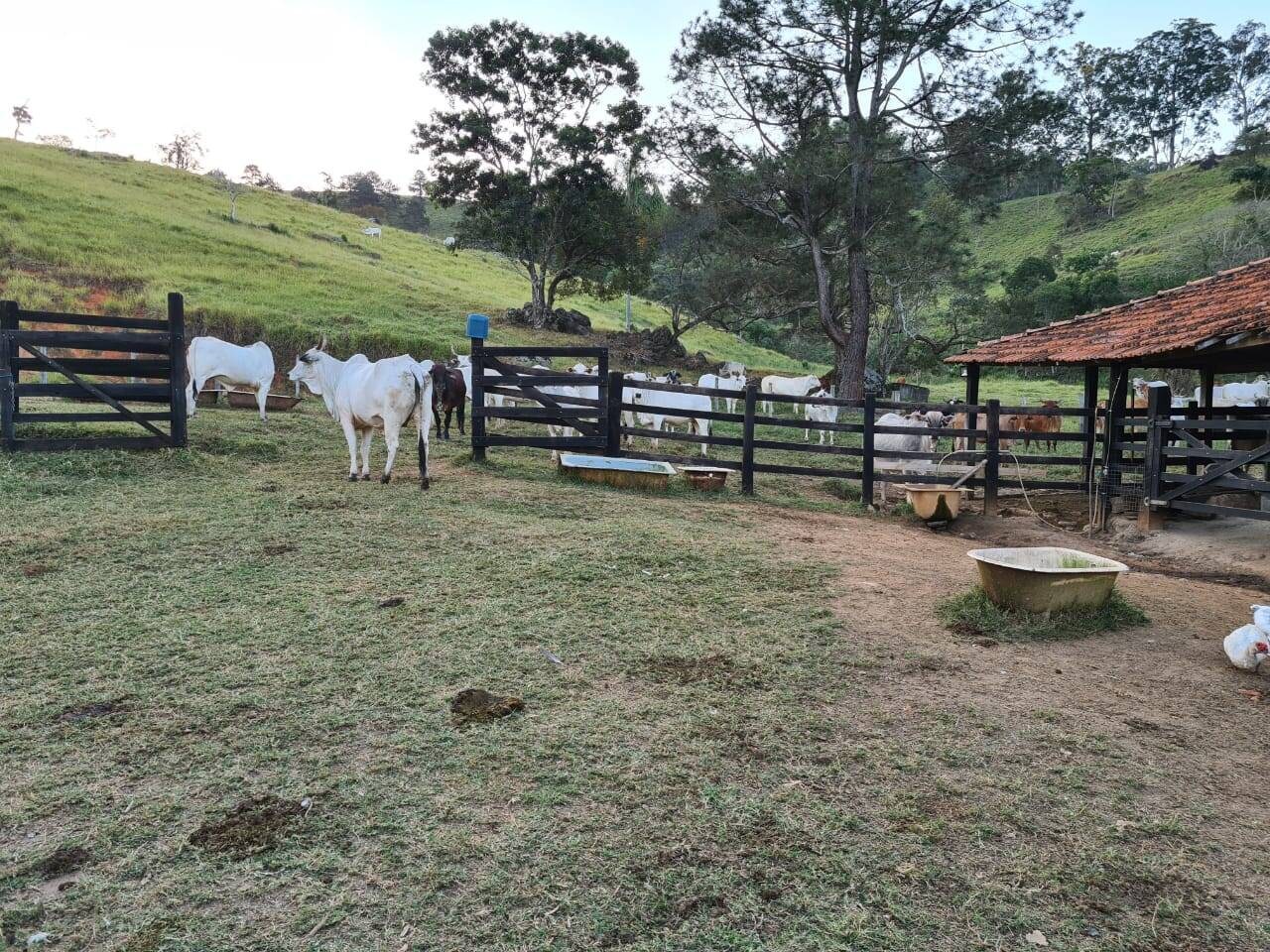 Sítio, 4 quartos, 605 hectares - Foto 12