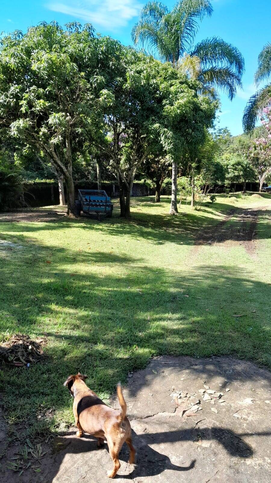 Chácara, 5 quartos, 3662 m² - Foto 16