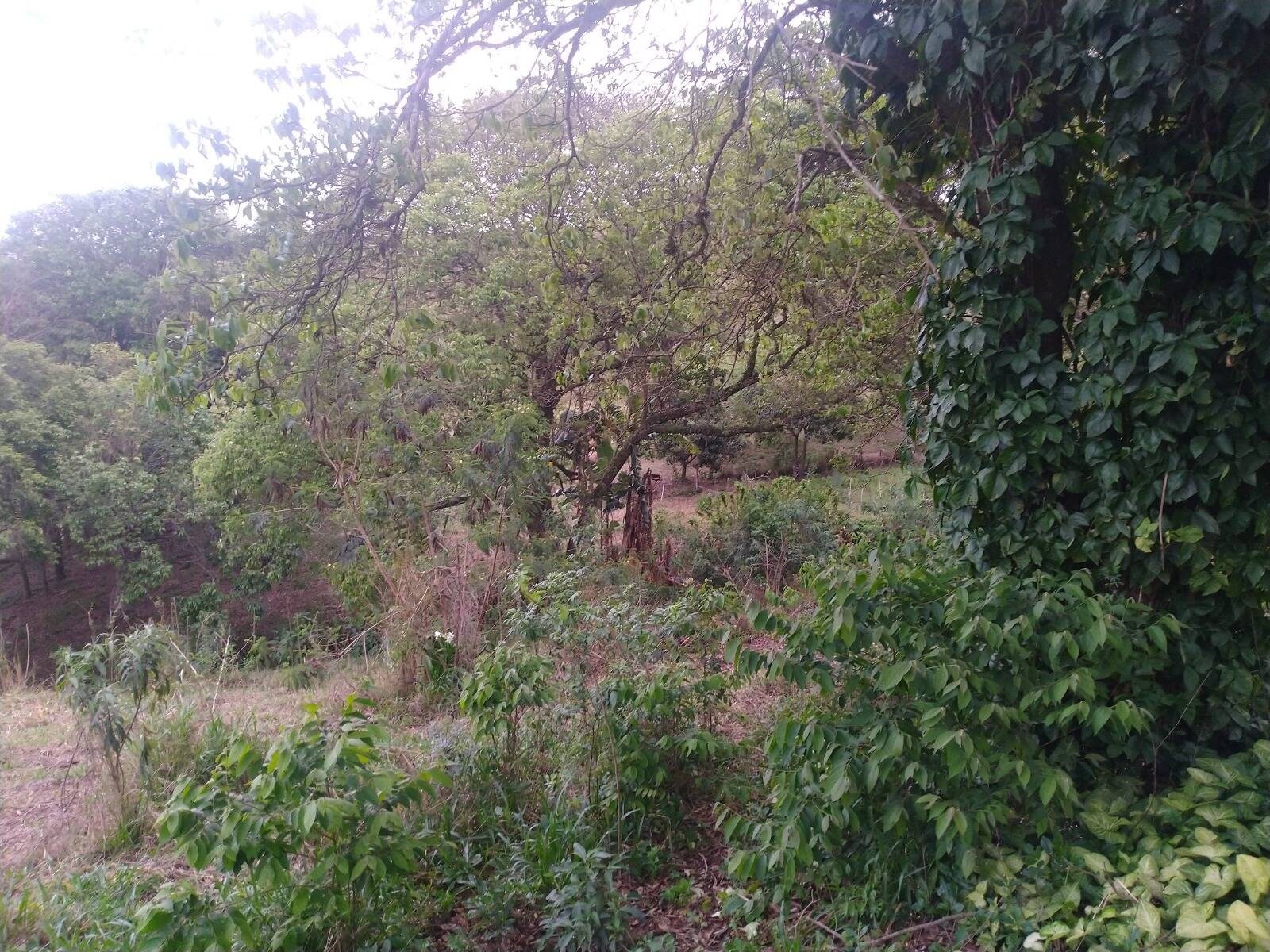 Sítio, 4 quartos, 2 hectares - Foto 11