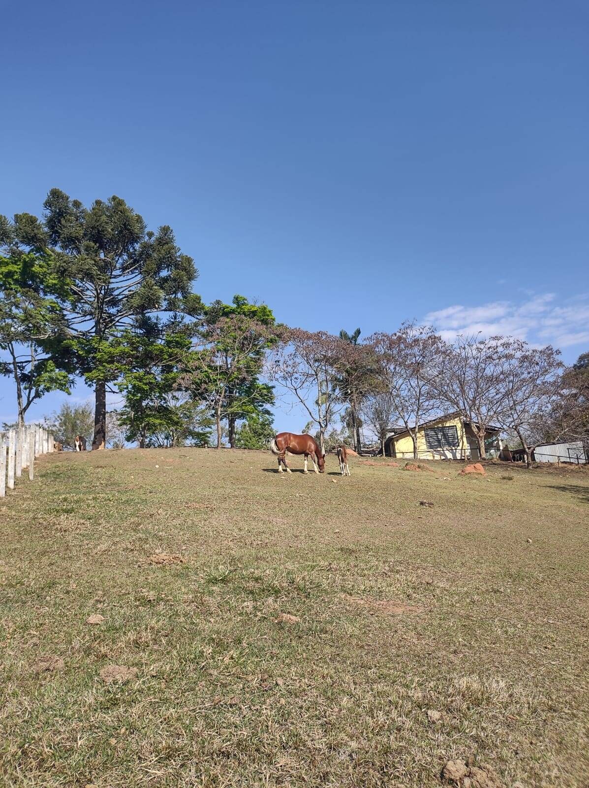 Sítio, 6 quartos, 24 hectares - Foto 12