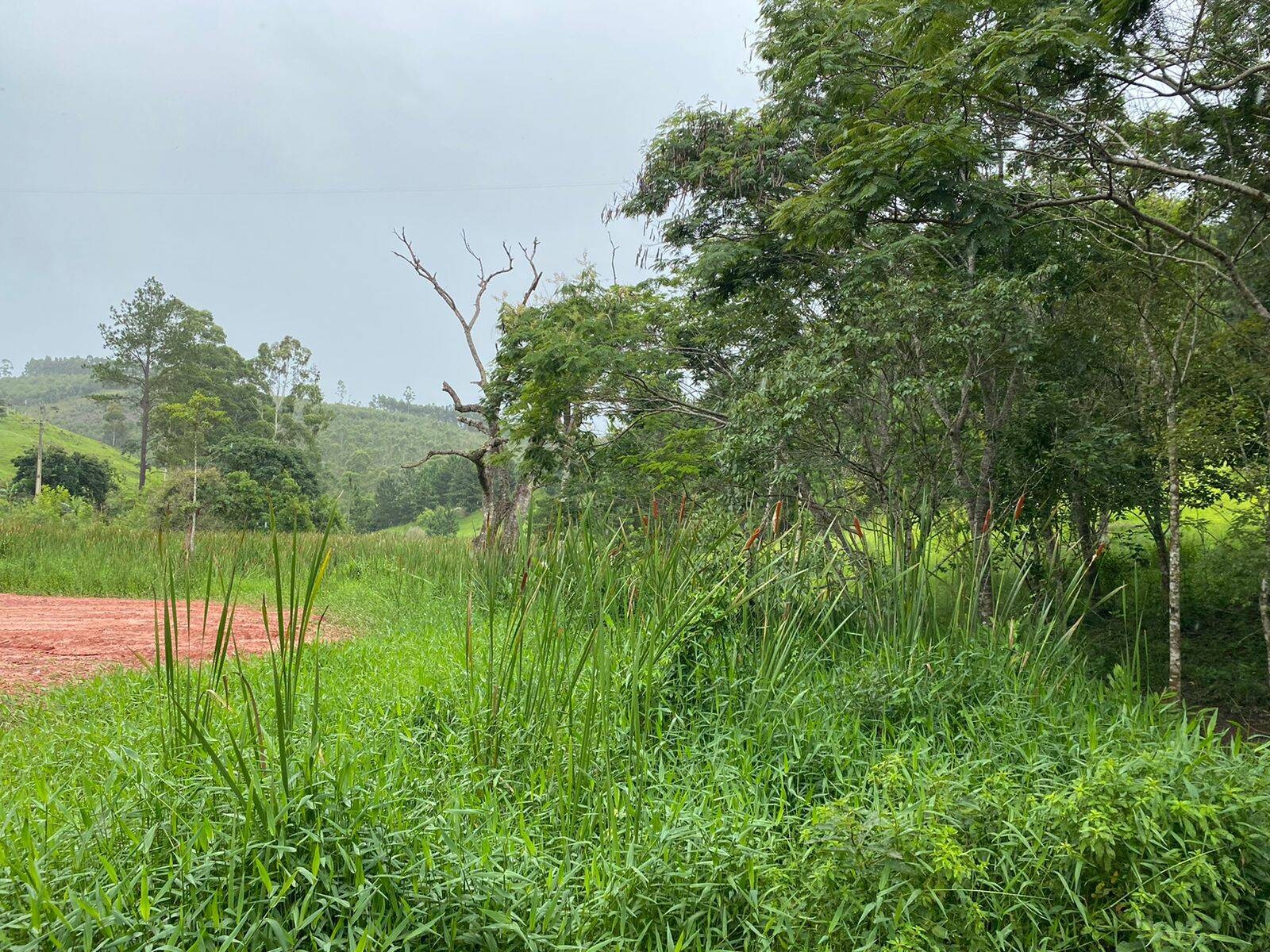 Terreno, 7 hectares - Foto 7