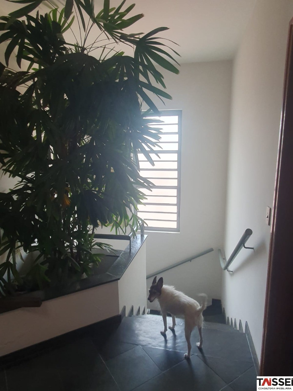 Casa, 4 quartos, 220 m² - Foto 5