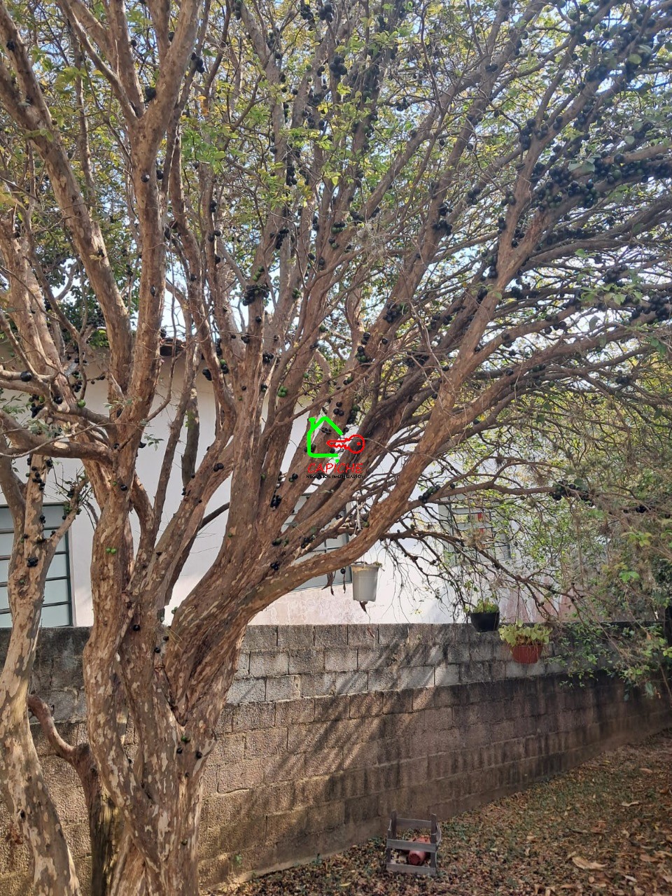 Casa para alugar com 3 quartos, 1000m² - Foto 6