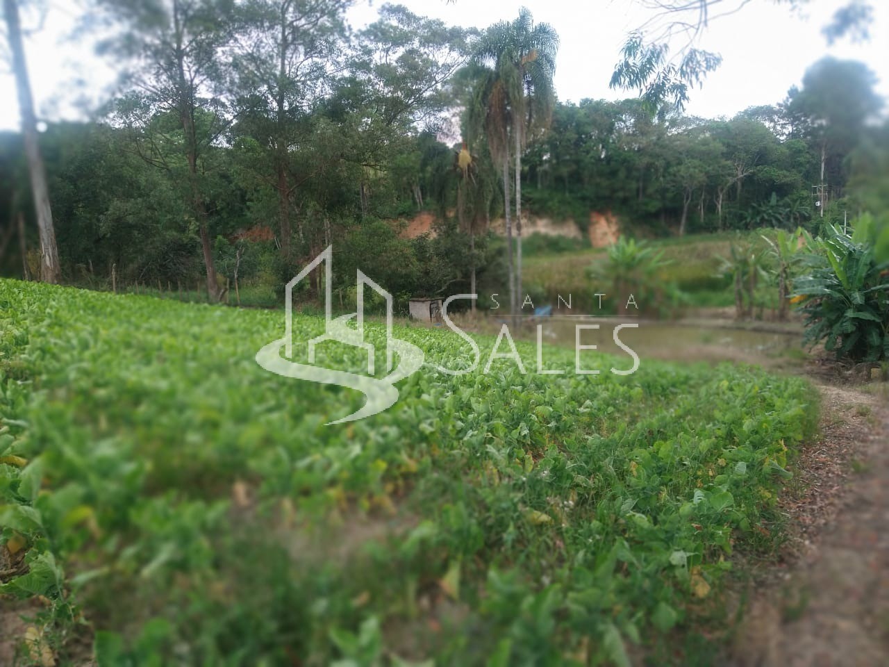 Chácara à venda com 5 quartos, 16000m² - Foto 31