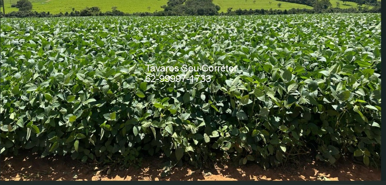 Fazenda - Foto 5