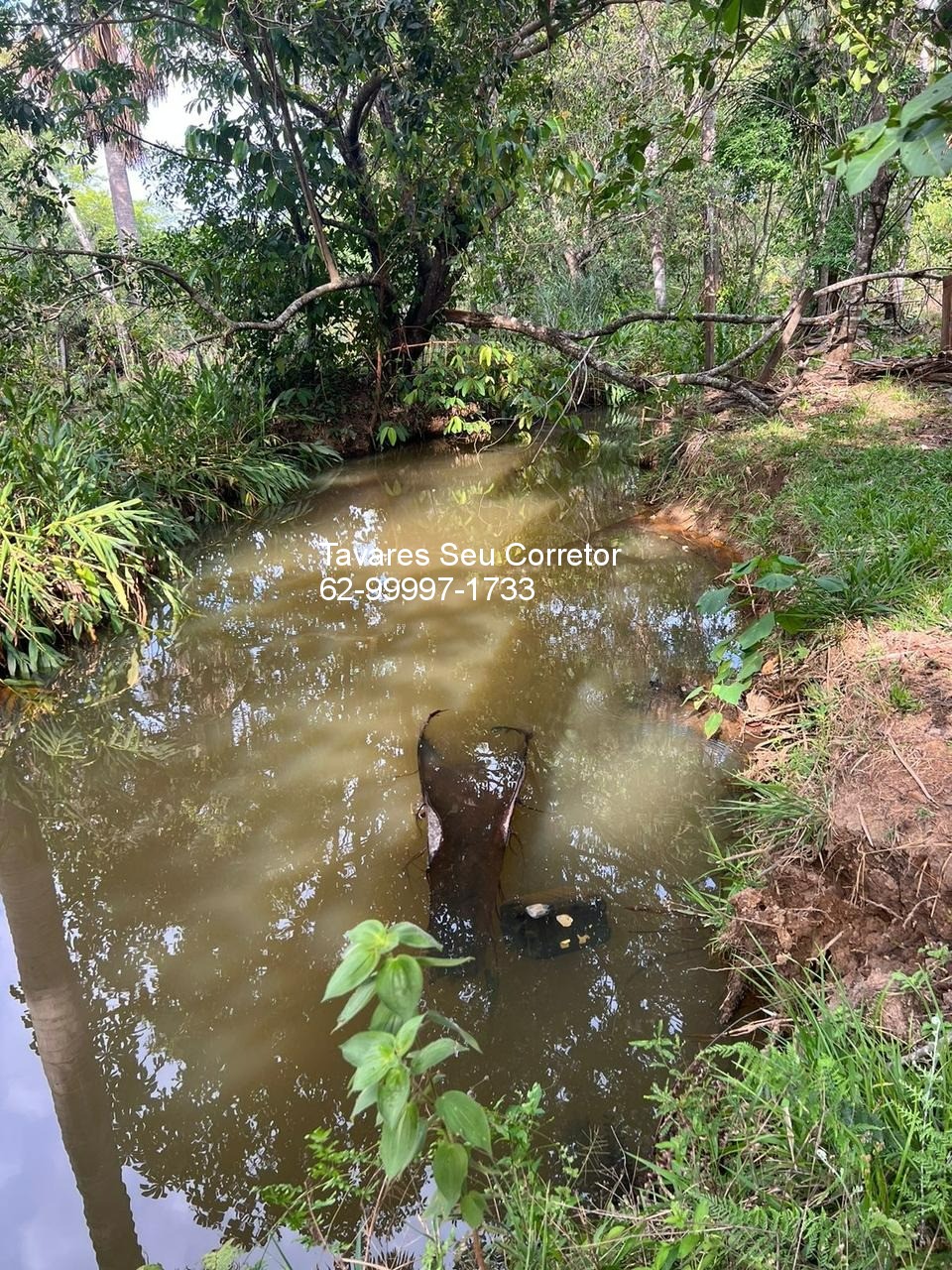 Fazenda - Foto 6