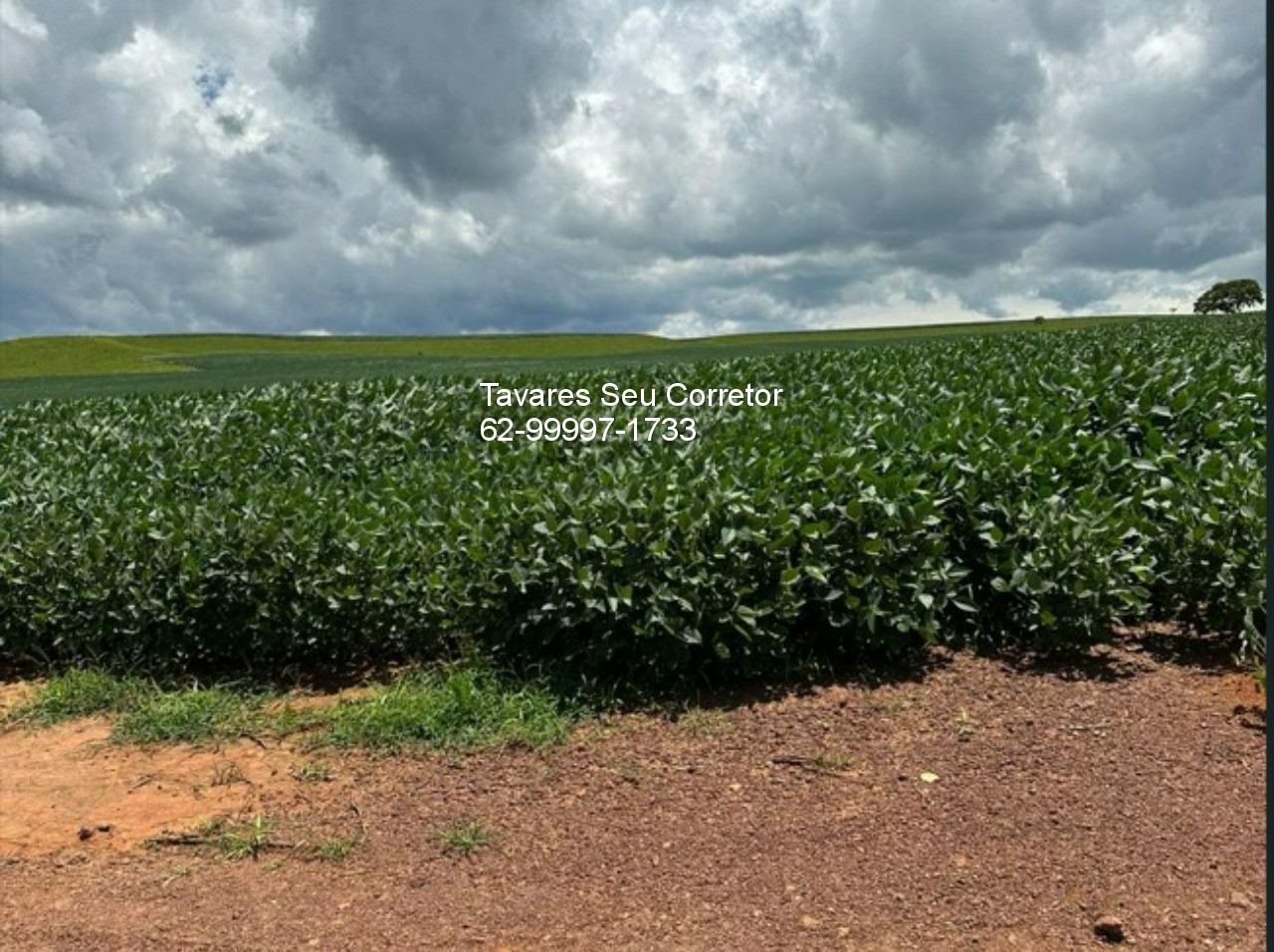Fazenda - Foto 1