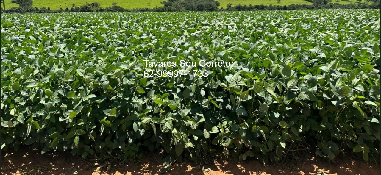 Fazenda - Foto 6