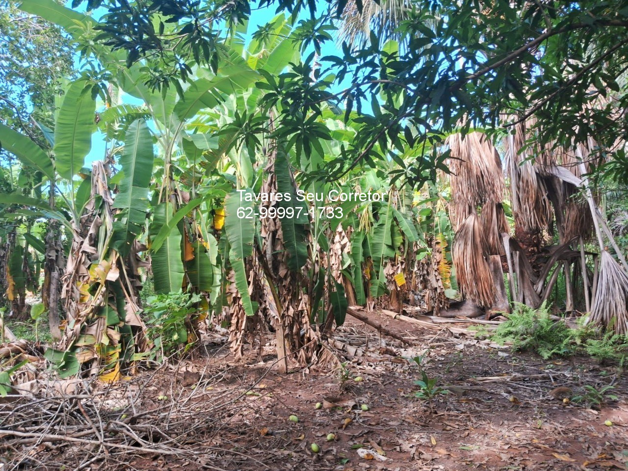 Fazenda - Foto 14