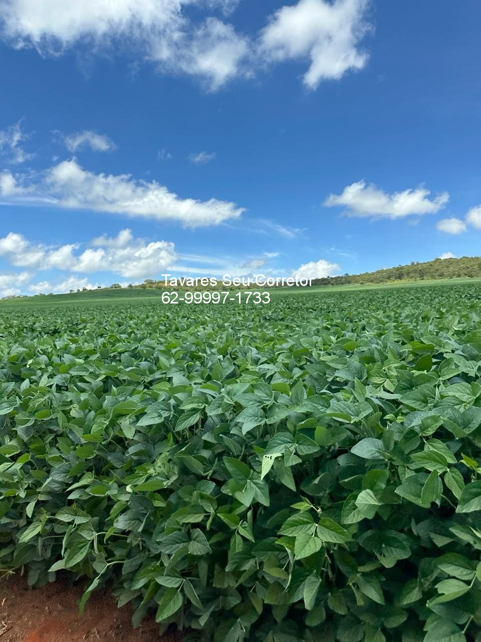 Fazenda - Foto 4