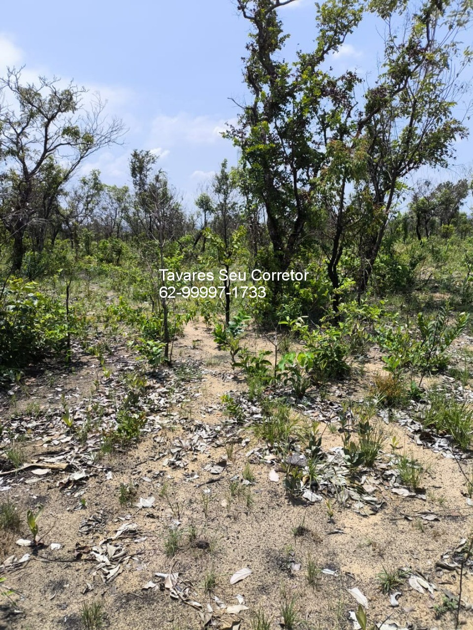 Fazenda - Foto 6
