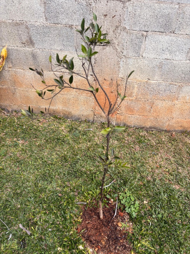 Chácara, 2 quartos - Foto 48